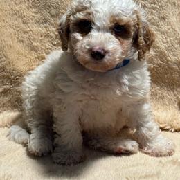 Peter - Parti male Goldendoodle puppy in Lancaster, Kentucky from Dream Paws Puppies, LLC