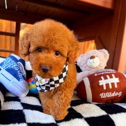 GEORGIE - Red male Maltipoo puppy in Sugar Land, Texas from Celebrity Maltipoos