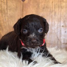 Adventure - Chocolate male Australian Labradoodle puppy in Connersville, Indiana from Dessie's Doodles