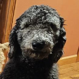 Ricky - Poodle