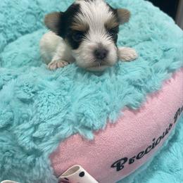 Tiki - Parti male Yorkshire Terrier puppy in Belpre, Ohio from Blackwoods Yorkies