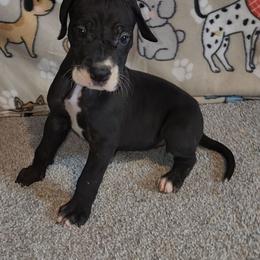 Eileen - Mantle female Great Dane puppy in Walker, Louisiana from La Rebel Danes