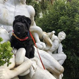 Chinese Shar-Pei Puppies from Setareh Chinese Shar Pei