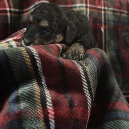 Holly - Phantom female Goldendoodle puppy in Waynesboro, Virginia from Forest Creek Kennel