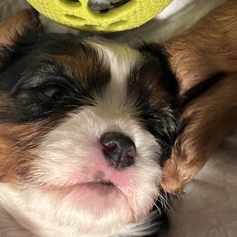 Cavalier King Charles Spaniels and Cavapoos from Boyd Cavapoo & Cavalier Puppies