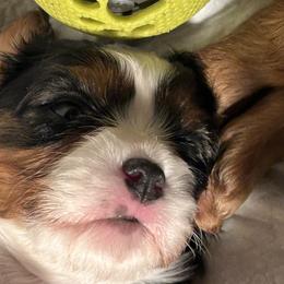 Cavalier King Charles Spaniels and Cavapoos from Boyd Cavapoo & Cavalier Puppies