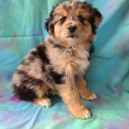Australian Shepherd, Miniature Australian Shepherd, and Toy Australian Shepherd Puppies from Hippie Dog Haven