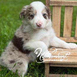 Red Merle - Red merle male Border Collie puppy in Nashville, Arkansas from Whisenhunt Farms