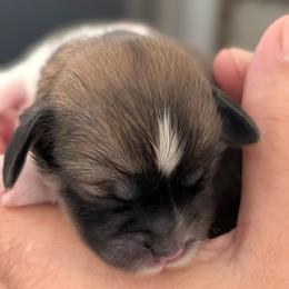 Hannah - Brindle female Lhasa Apso puppy in Fort Worth, Texas from Cynthia's Lhasa Apsos