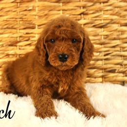 Scotch - Red  male Goldendoodle puppy in Casa Grande, Arizona from AzDoodle Dandies