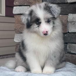 Sterlin - Blue merle male Border Collie puppy in Dunn, North Carolina from Coylety Border Collies