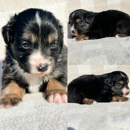 Black tri male 3 - Black tri male Miniature Australian Shepherd puppy in Brooker, Florida from Honey, I Shrunk the Aussies