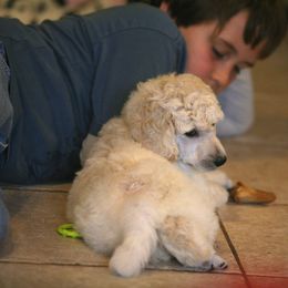 Poodle Puppies from 5-Star Poodles