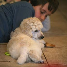 Poodle Puppies from 5-Star Poodles