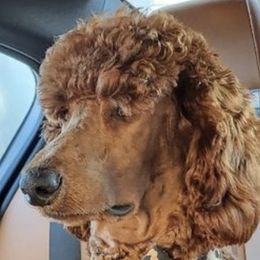 Poodles from The Belle & Her Hound