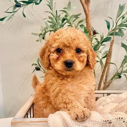Tommy - Caramel male Labradoodle puppy in Bruceton Mills, West Virginia from Adonai Ra'ah Farms