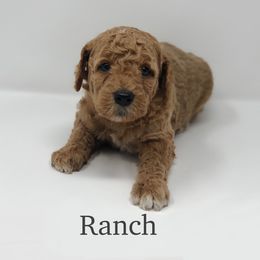 Goldendoodle Puppies from Beloved Texas Doodles