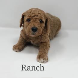 Goldendoodle Puppies from Beloved Texas Doodles