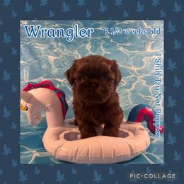 Wrangler - Liver male Shih Tzu puppy in Beatrice, Nebraska from I Shih Tzu Not Puppies