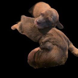 Available Boy 2 - Cream male Dachshund puppy in Medina, Ohio from STORIED DOXIES