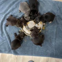 French Bulldog Puppies from Porchant French Bulldogs