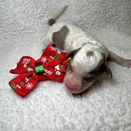 Charlie Brown - Parti male Goldendoodle puppy in Camden, North Carolina from Oopsie Doodles of NC