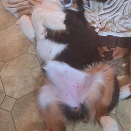 HEATHER - Black tri-color female Australian Shepherd puppy in Elk Creek, Missouri from Hearts on Fire Australian Shepherds
