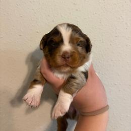 Mertle - Red merle female Miniature Australian Shepherd puppy in Brenham, Texas from Stone N Rose Kennels