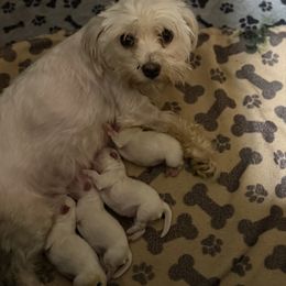 Maltese puppies from BeachRidge Pups