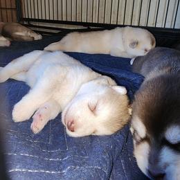 Thumbalina, pink collar girl - Red and white female Alaskan Malamute puppy in Grayson County, Virginia from River Bend Malamutes