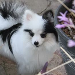Pomeranians from Sacred Heart Kennels