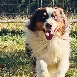 Jessie - Australian Shepherd