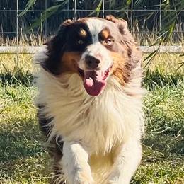 Jessie - Australian Shepherd