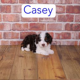 Casey - Phantom male Assorted Doodle Crosses puppy in Calhoun, Georgia from Happy Top Doodles