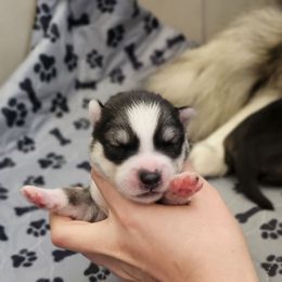 Laura - Gray and white female Siberian Husky puppy in Lakebay, Washington from Cascade Siberians