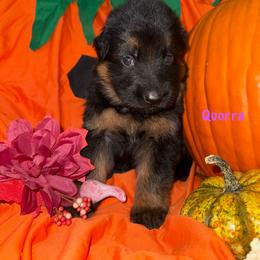 Quorra Lavender Collar - Black and red female German Shepherd puppy in Hillsboro, Indiana from Salty Raccoon Ranch German Shepherds