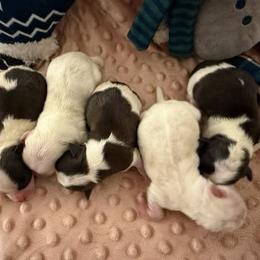 Girl 1 - White female Havanese puppy in Ann Arbor, Michigan from La Brisa Havanese