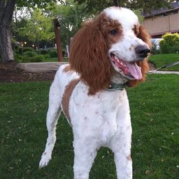 Goldendoodles and Poodles from Butterfly Creek Poodles & Doodles
