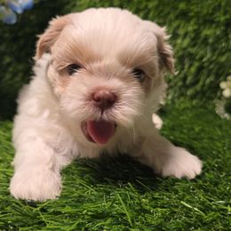 Sunny - White male Shih Tzu puppy in Brighton, Missouri from Morningstar's Shih Tzu