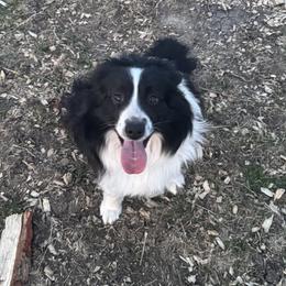 Crescent - Miniature Australian Shepherd
