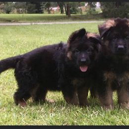 German Shepherd Puppies from Goldkuste German Shepherds