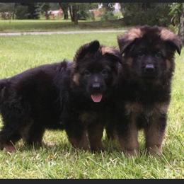 German Shepherd Puppies from Goldkuste German Shepherds