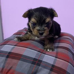 Morkie Puppies from Derisha's Morkies
