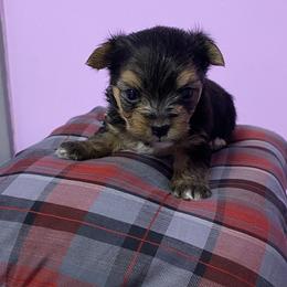 Morkie Puppies from Derisha's Morkies