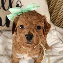 Juliet - Red  female Goldendoodle puppy in Augusta, Georgia from Ivey's Poodles & Doodles
