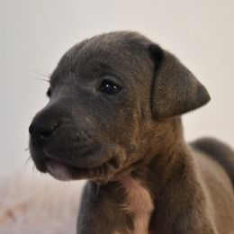 Muffin - Blue female Great Dane puppy in Salem, Oregon from Gigantes de Cervantes