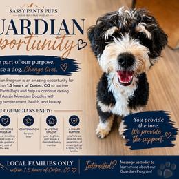 Finn - Tri-color male Bernedoodle puppy in Cortez, Colorado from Sassy Pants Pups