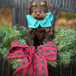 Lucky Country Reece - Chocolate female Australian Labradoodle puppy in Wake Forest, North Carolina from Lucky Country Labradoodles