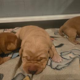 Girl 2 - Yellow female Labrador Retriever puppy in Lenore, Idaho from Sunny Skies Retrievers