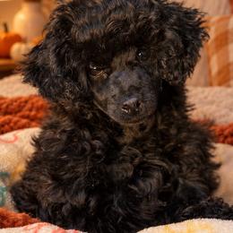 Girl 2 - Black female Poodle puppy in Charlotte, North Carolina from Toy Poodle and Maltese Perfection